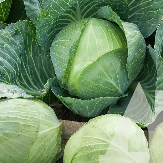 6983262996_kapusta-kamyana-golova.webp Капуста Кам'яна голова, 5 г. (Власне фасування з оригінального упакування), (Satimex). - Зображення 1