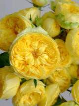 Саджанці троянди «Catalina» (Каталіна) - Зображення 2