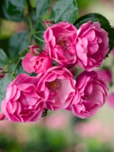 Саджанці троянди «Angela» (Ангела)