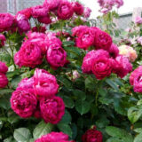 Саджанці троянди «Ascot» (Аскот) - Зображення 3