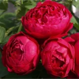 Саджанці троянди «Ascot» (Аскот) - Зображення 2