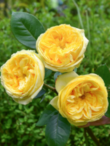 Саджанці троянди «Catalina» (Каталіна) - Зображення 3