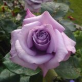 Саджанці троянди «Blue Nile» (Блакитний Ніл)