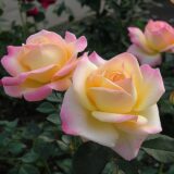 Саджанці троянди «Gloria Dei» (Глорія Дей) - Зображення 2