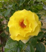 Саджанці троянди "Golden Gate" (Голден Гейт) - Зображення 4