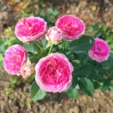 Саджанці троянди «Modern Art» (Модерн Арт) - Зображення 2