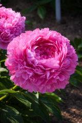 Півонія "Varenka" (Варенька)