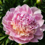 Півонія  "Angel Cheeks" ( Енджел Чікс)