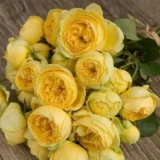 Саджанці троянди «Catalina» (Каталіна)