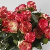 Саджанці троянди «Vulcanica» (Вулканіка) - Зображення 3