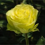 Саджанці троянди «Limbo» (Лімбо)