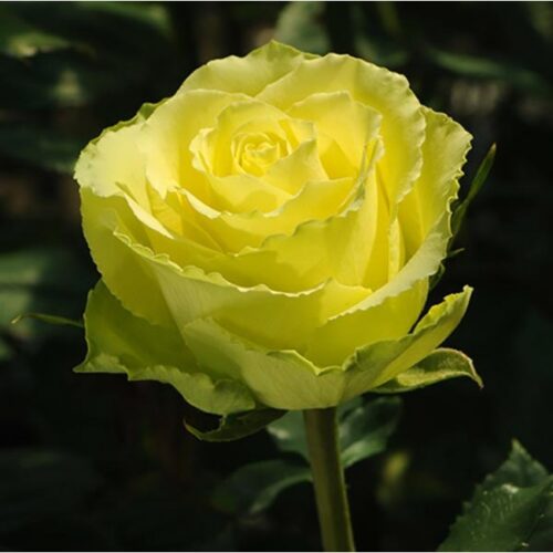 Саджанці троянди «Limbo» (Лімбо)