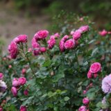 Саджанці троянди «Modern Art» (Модерн Арт) - Зображення 4