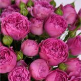 Саджанці троянди «Misty Bubbles» (Місті Баблс)