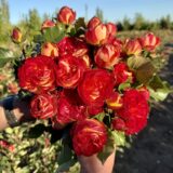 Саджанці троянди «Vulcanica» (Вулканіка)