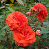 Саджанці троянди "Angelica" (Анжеліка) - Зображення 2