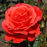 Саджанці троянди "Angelica" (Анжеліка)