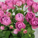 Саджанці троянди «Misty Bubbles» (Місті Баблс) - Зображення 4