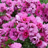 Саджанці троянди «Orienta Djamila» (Орієнта Джаміла) - Зображення 4