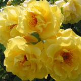 Саджанці троянди "Golden Gate" (Голден Гейт)