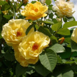 Саджанці троянди "Golden Gate" (Голден Гейт) - Зображення 3