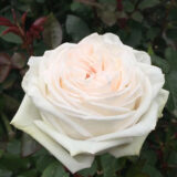 Саджанці троянди «White O’Hara» (Вайт Охара) - Зображення 2