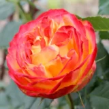 Саджанці троянди «Vulcanica» (Вулканіка) - Зображення 2