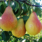 Саджанці груші "Яблунівська"