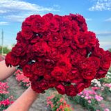 Саджанці троянди «Tornado» (Торнадо)