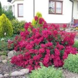 Саджанці троянди «Alberich» (Альберіг) - Зображення 2