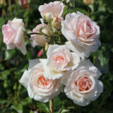 Саджанці троянди «Penny Lane» (Пенні Лейн)