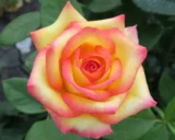 Саджанці троянди «Enjoy» (Інджой) - Зображення 2