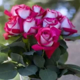 Саджанці троянди «Monica Bellucci» (Моніка Беллуччі) - Зображення 2