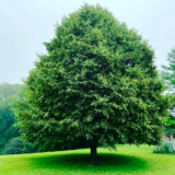 Саджанці Липи серцелистої