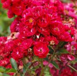 Саджанці троянди «Alberich» (Альберіг)