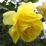 Саджанці троянди «Golden Showers» (Голден Шауерс)