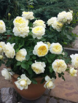 Саджанці троянди «Kronprinzessin Mary» (Кронпрінцес Мері) - Зображення 2