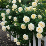 Саджанці троянди «Cyrano de Bergerac» (Сірано де Бержерак) - Зображення 2