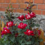 Саджанці троянди «Alliance» (Альянс) - Зображення 2