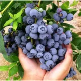 Лохина Дюк (С12, 5-ти річна)