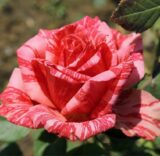 Саджанці троянди «Pink Intuition» (Пінк Інтуїшн)