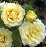 Саджанці троянди «Cyrano de Bergerac» (Сірано де Бержерак)