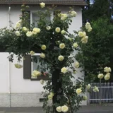 Саджанці троянди «Elfe» (Ельф) - Зображення 2