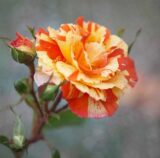 Саджанці троянди «Orange Intuition» (Оранж Інтуішн)