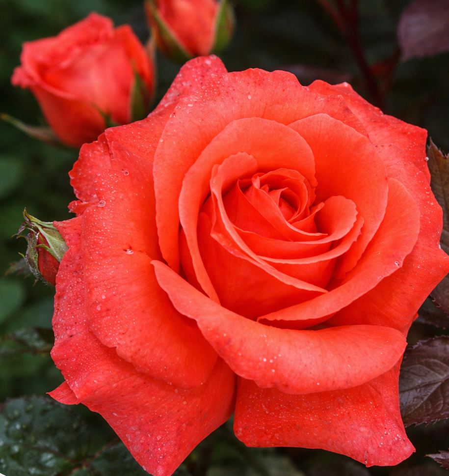 5bfdbe37-9c1c-4212-bd18-b0fa162e2219 Саджанці троянди «Lady Rose» (Леді Роуз) - Зображення 1