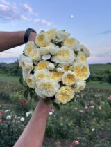 Саджанці троянди «Kronprinzessin Mary» (Кронпрінцес Мері)