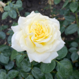 Саджанці троянди «Elfe» (Ельф)