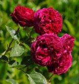 Саджанці троянди «Othello» (Отелло) - Зображення 2