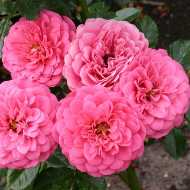 rosarote, gefüllte Blüten, reich blühend, stark verzweigt Саджанці троянди «Amulet» (Амулет) - Зображення 1