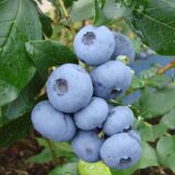 Лохина "Блюкроп" (Середня) (С12, 5-ти річна)